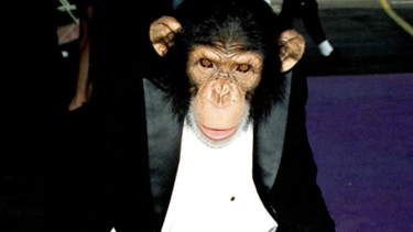 chimpance de michael jackson trato de suicidarse tras el arresto del cantante