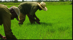 los cubanos padeceran otro ano de muy baja produccion de arroz