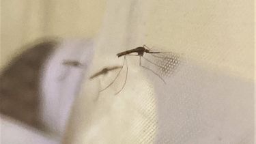 Dengue y chikungunya: Sudamérica en alerta ante el riesgo de una nueva epidemia