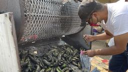 nuevo mexico sopesa que chile verde asado sea aroma oficial
